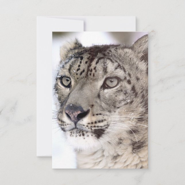 Snow Leopard Christmas Card (Front)