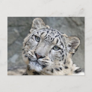 Snow Leopard Closeup Face  Postcard