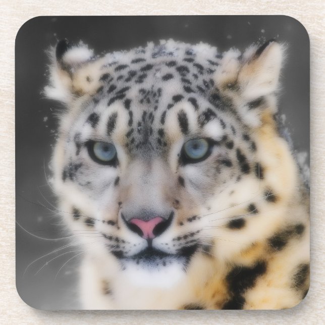 Snow Leopard Coaster (Front)