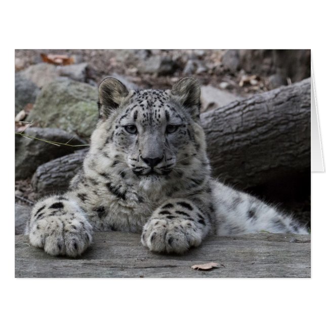 Snow Leopard Cub assis (Devant horizontal)