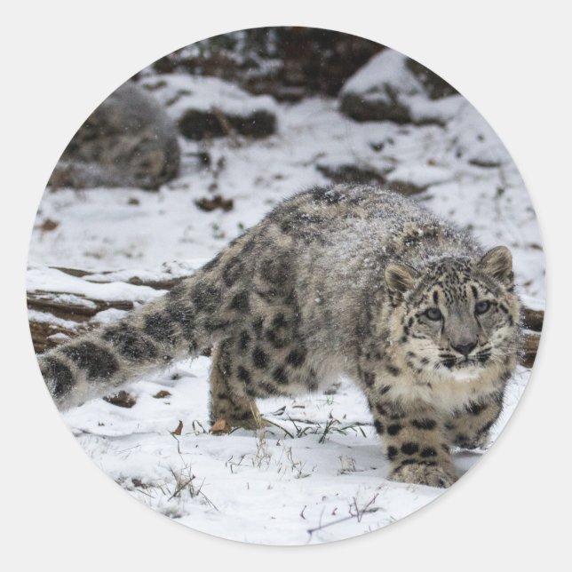 Snow Leopard Cub Classic Round Sticker (Front)