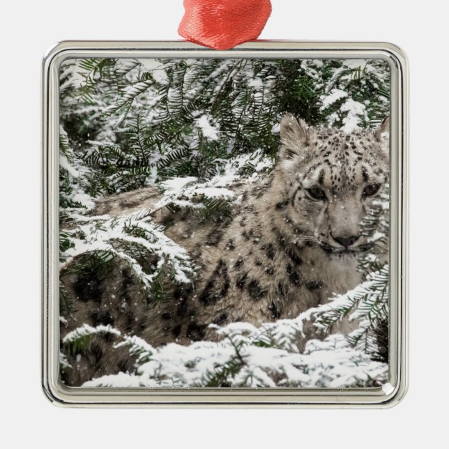 Snow Leopard Cub Hiding Metal Ornament (Front)