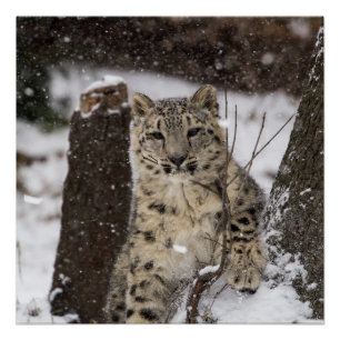 Snow Leopard Cub Poster