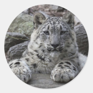 Snow Leopard Cub Sitting Classic Round Sticker