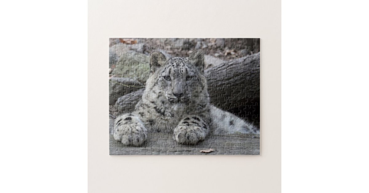 Snow Leopard Cub Sitting Jigsaw Puzzle Zazzle