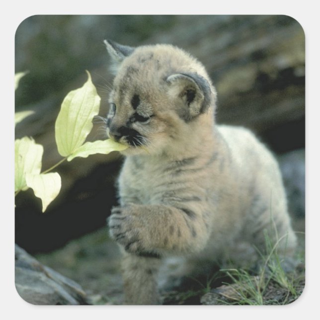 Snow Leopard Cub Square Sticker (Front)