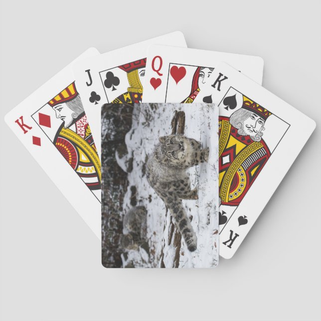 Snow Leopard Cub Stalking Birds Playing Cards (Back)
