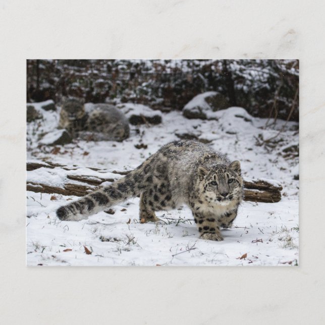 Snow Leopard Cub Stalking Birds Postcard (Front)