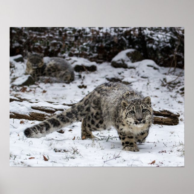 Snow Leopard Cub Stalking Birds Poster (Front)