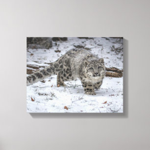Snow Leopard Cub Stalking Canvas Print