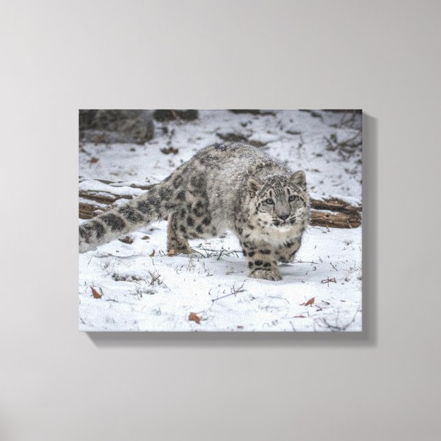 Snow Leopard Cub Stalking Canvas Print (Front)