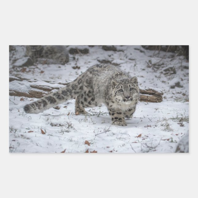 Snow Leopard Cub Stalking Sticker (Front)