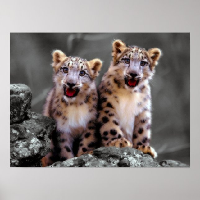 Snow Leopard Cubs Poster (Front)