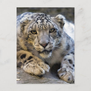 Snow Leopard Face Photo Postcard