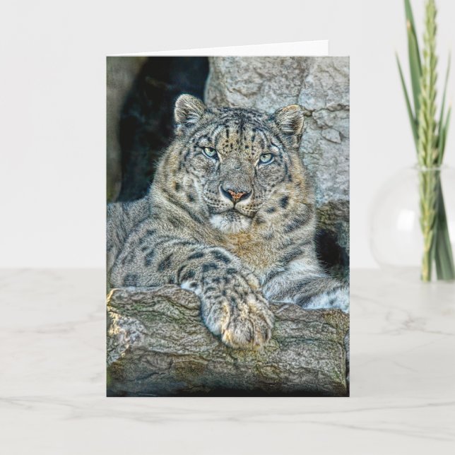 Snow Leopard Following Eyes Card (Front)