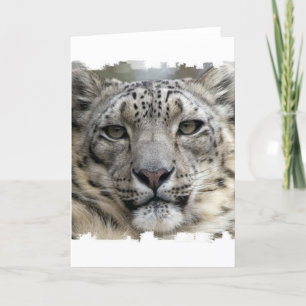 Snow Leopard Greeting Card