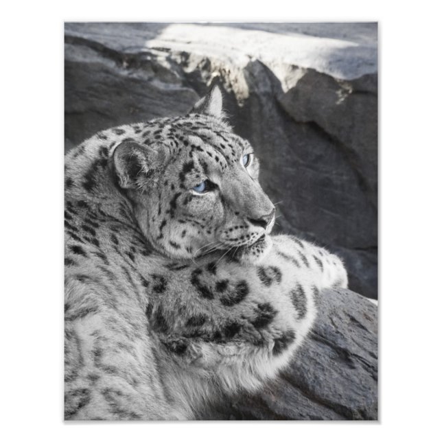 Snow Leopard Icy Stare Photo Print (Front)