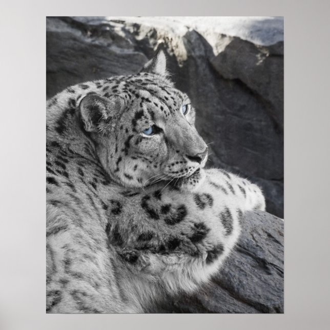Snow Leopard Icy Stare Poster (Front)