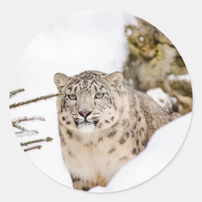 Snow Leopard in the Snow Classic Round Sticker (Front)
