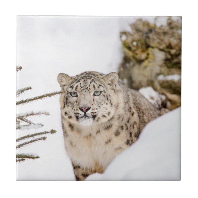 Snow Leopard in the Snow Tile (Front)