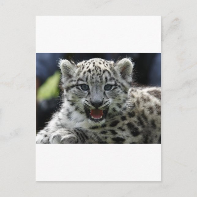 Snow Leopard Kitten Postcard (Front)