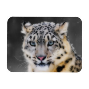 Snow Leopard Magnet
