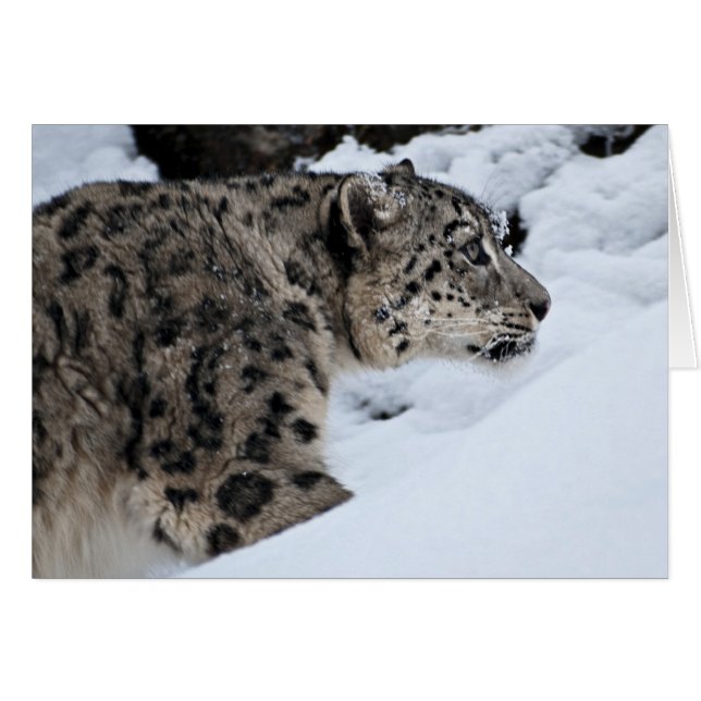 Snow Leopard on the Prowl (Front Horizontal)
