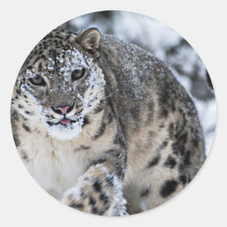 Snow Leopard on the Prowl Classic Round Sticker