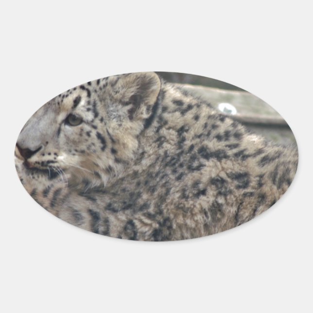Snow Leopard Oval Sticker (Front)