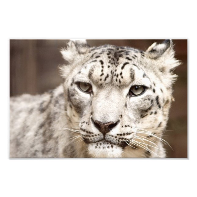 Snow Leopard Photo Print (Front)