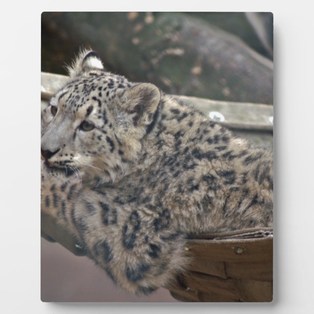 Snow Leopard Plaque (Front)