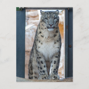 Snow Leopard Postcard