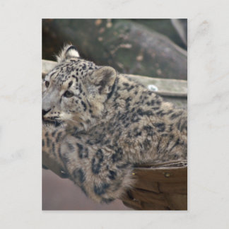 Snow Leopard Postcard