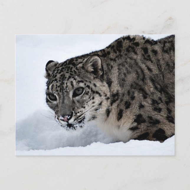 Snow Leopard Postcard (Front)