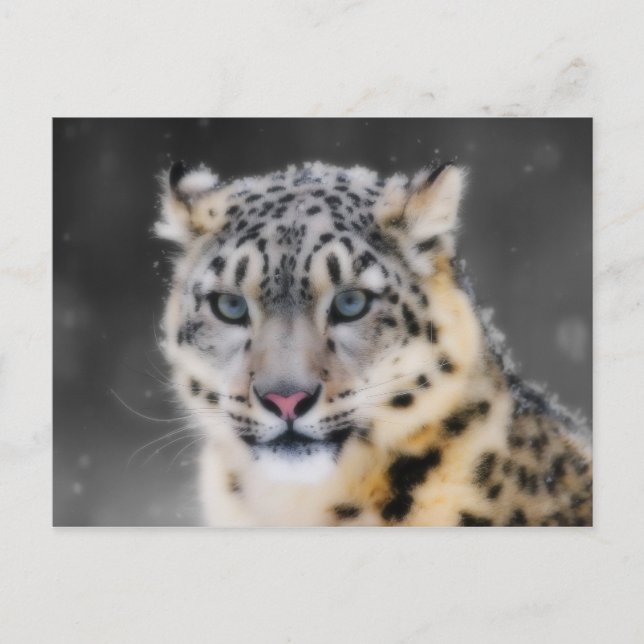 Snow Leopard Postcard (Front)