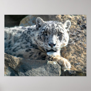 Snow leopard poster