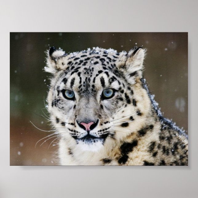 Snow Leopard Poster (Front)