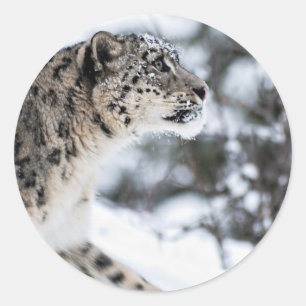 Snow Leopard Profile Classic Round Sticker