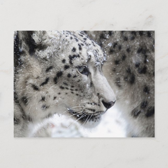 Snow Leopard Profile Portrait Postcard (Front)