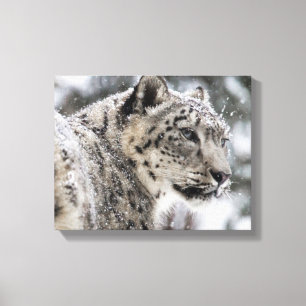 Snow Leopard Snow Portrait Canvas Print
