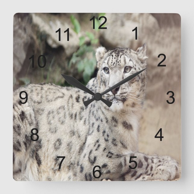 Snow Leopard Square Wall Clock (Front)
