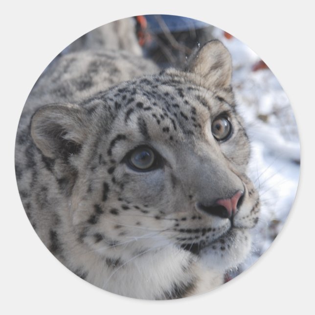 snow leopard stickers (Front)