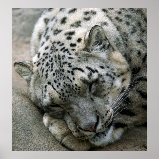 Snow Leopard - Sweet Dreams Poster (Front)