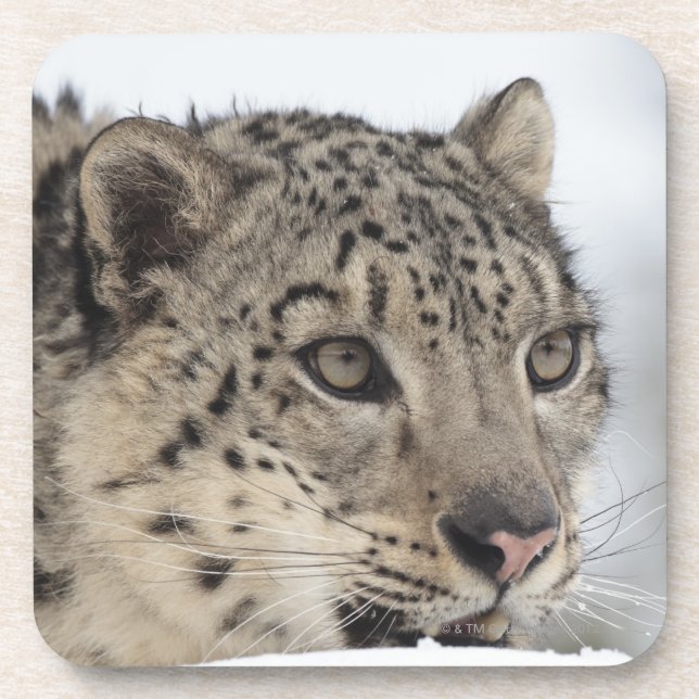 Snow leopard (Uncia uncia) 2 Coaster (Front)
