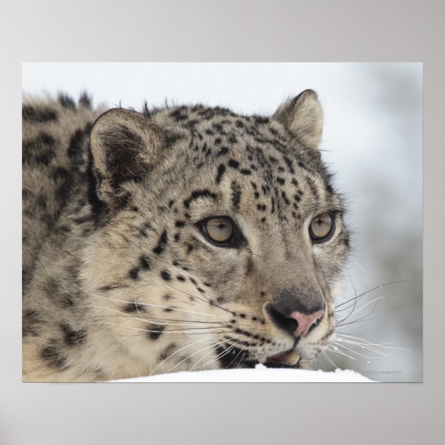 Snow leopard (Uncia uncia) 2 Poster (Front)