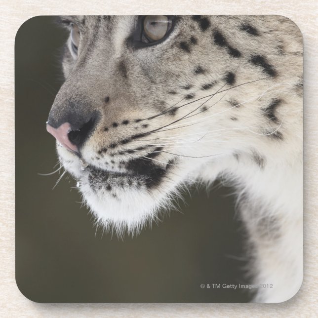 Snow leopard (Uncia uncia) Coaster (Front)