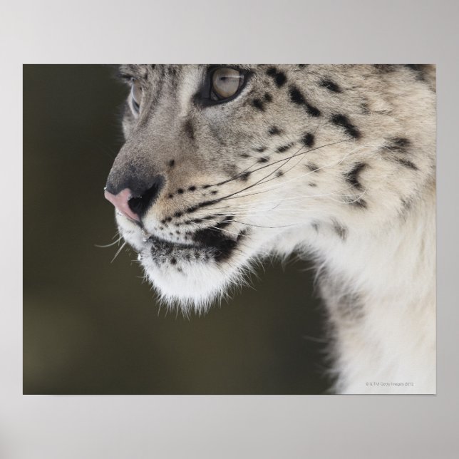 Snow leopard (Uncia uncia) Poster (Front)