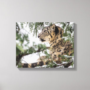 Snow Leopard Under Snowy Bush Canvas Print