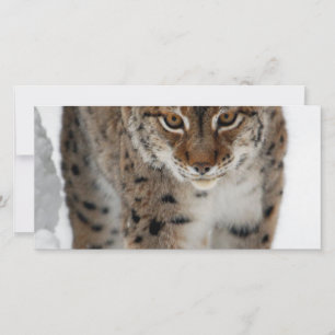 Snow Lynx