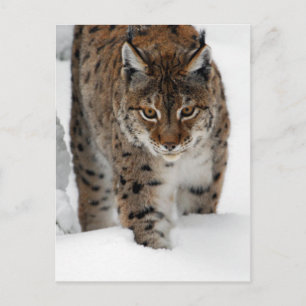 Snow Lynx Postcard